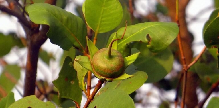 Mangrove apple: All you need to know