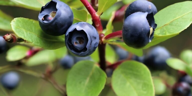 Bilberry: All you need to know