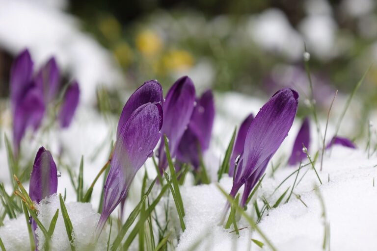 Spring Awakens: How the Season Blooms Differently Around the World