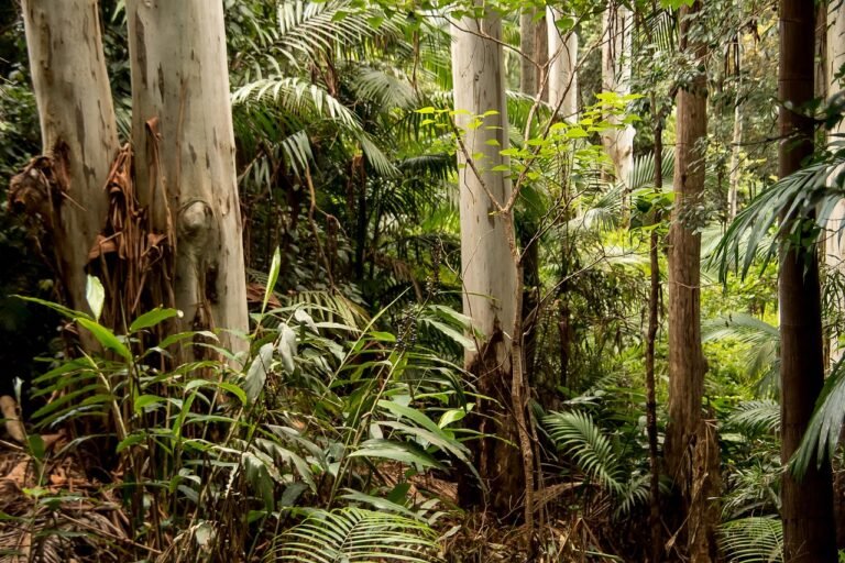 Jungle Journeys: Exploring the Diversity of Palms and Tropical Rainforests