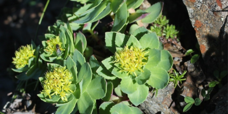 Rhodiola rosea: The Arctic “Root” for Focus and Fatigue