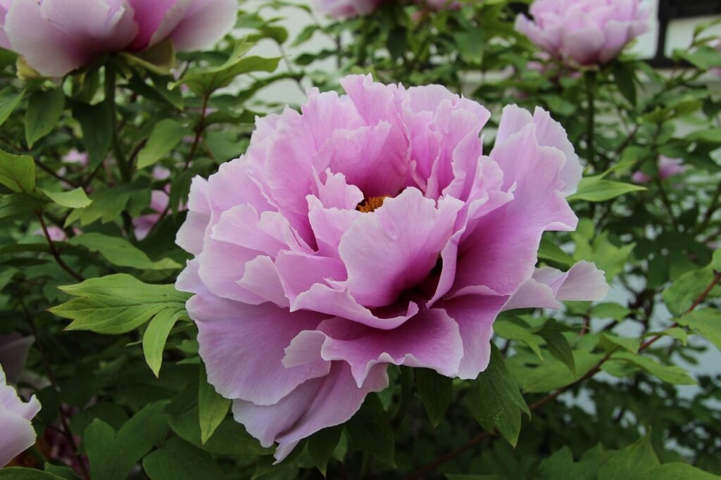 peony-1205865_1280
