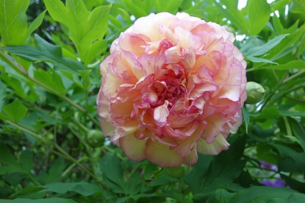 peony-3391317_1280