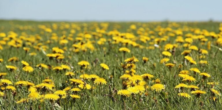 Dandelion: All you need to know