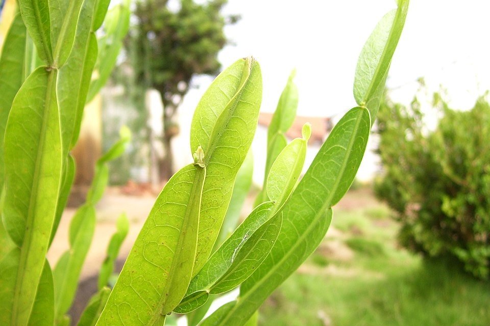 960px-Carqueja2_edited