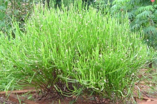 Baccharis trimera_edited