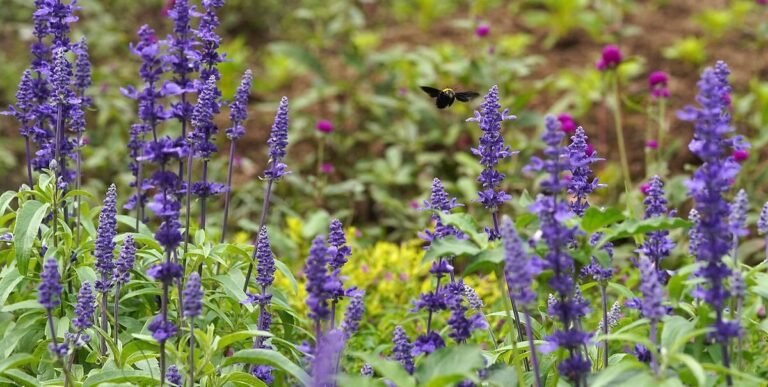 Sage: All you need to know