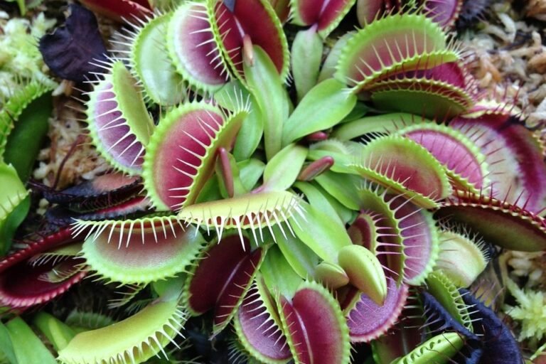 Carnivorous Plants: Inside the World of Flesh-Eating Flora