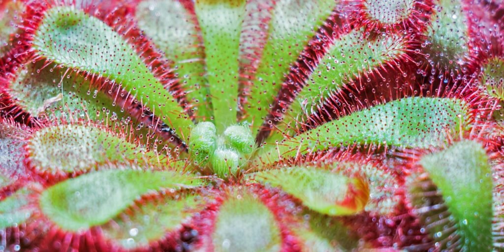 plant-142084_1280_edited