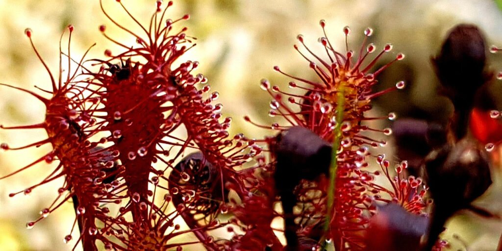 sundew-3608108_1280_edited