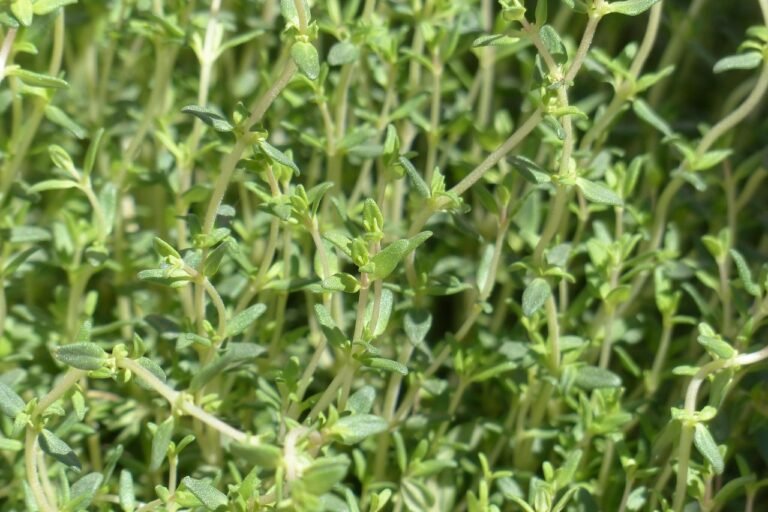 Thyme: All you need to know