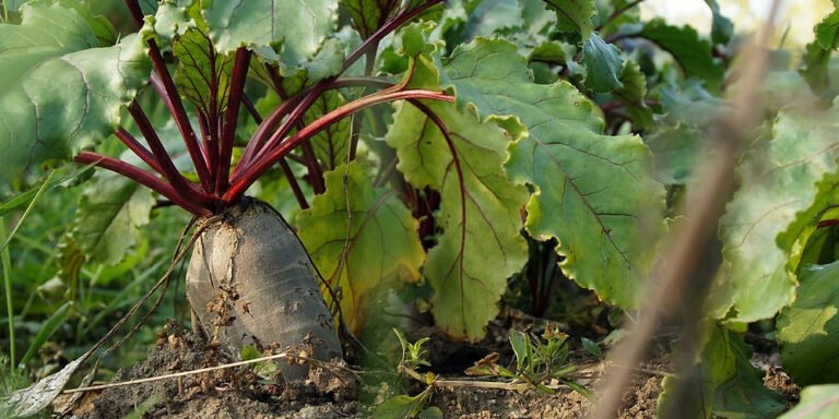 Beet: All you need to know
