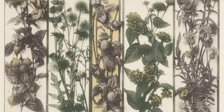 The Road to Herbaria: How Pressed Plants Teach us about Biology, Beauty, and Botanical History