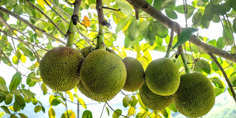 Breadfruit: All you need to know