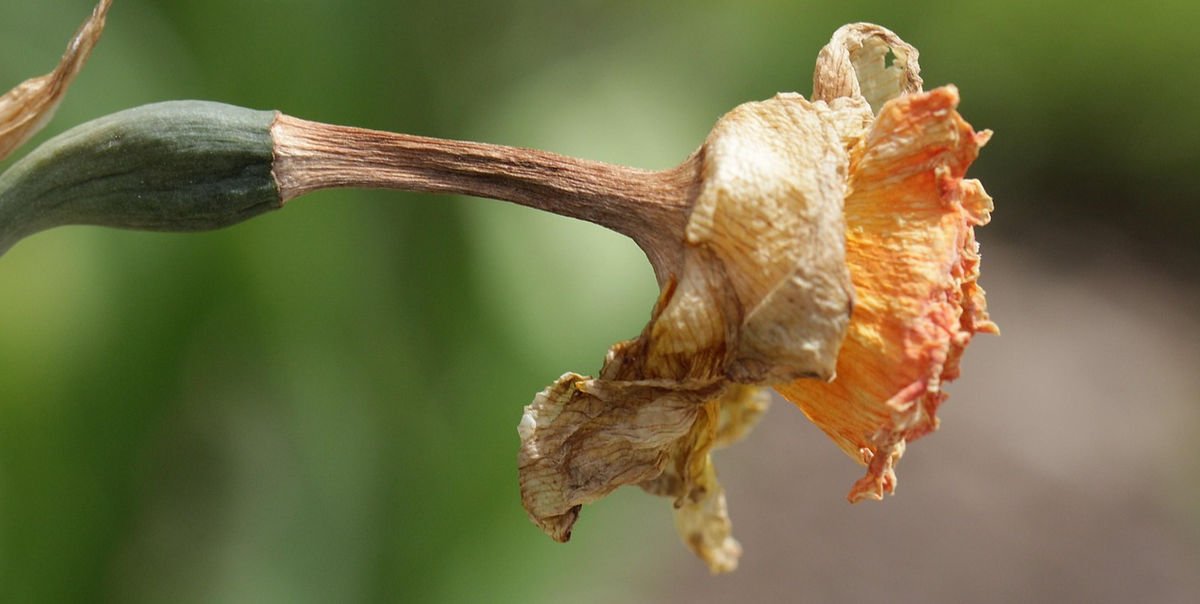 Close-up of a wilted orange flower with dry, curled petals against a blurred green background, conveying a sense of decay.