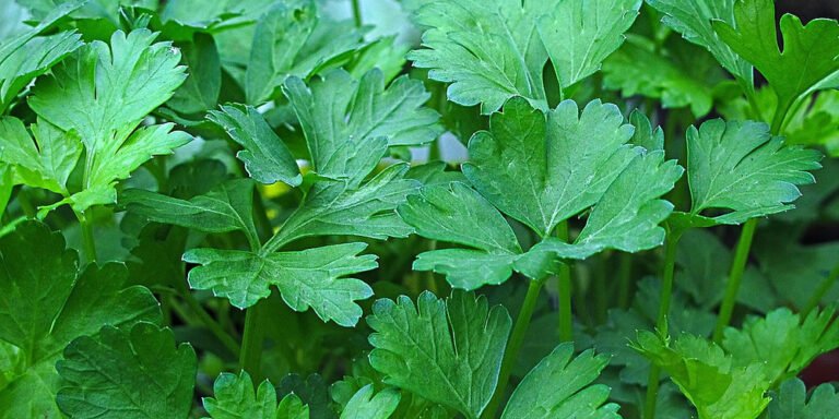 Parsley: All you need to know