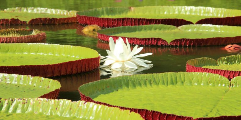 The Giant Waterlily Revealed: A Botanical Marvel of the Tropics