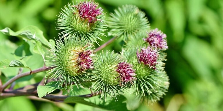 Burdock: All you need to know