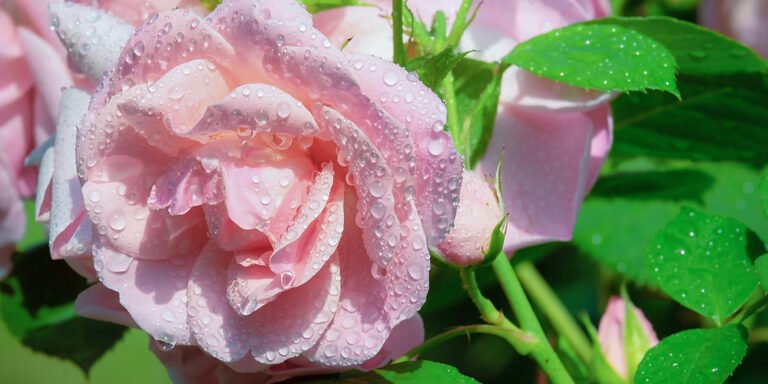 Roses and You: History, Symbolism, DIY Crafts & Unique Uses for This Timeless Flower