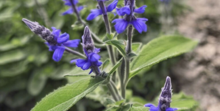 Chia: All you need to know