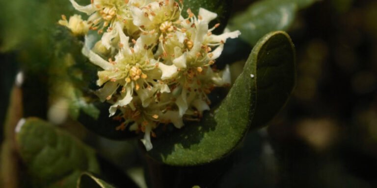 Boldo: All you need to know