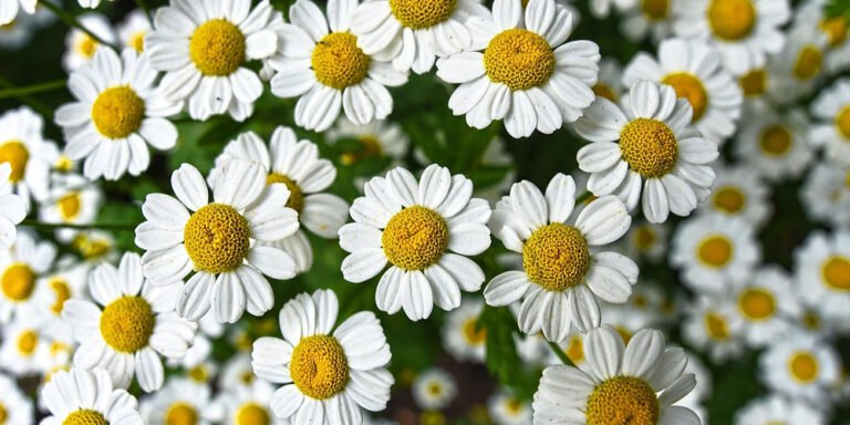 Chamomile: All you need to know