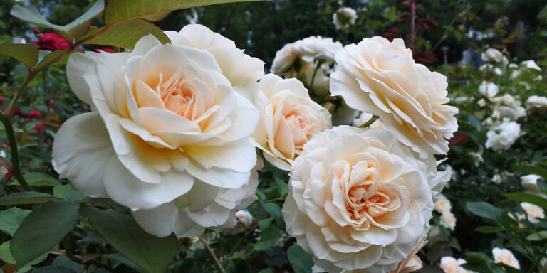 Roses in Gardens Across the World: Where to Find the Most Beautiful Rose Displays