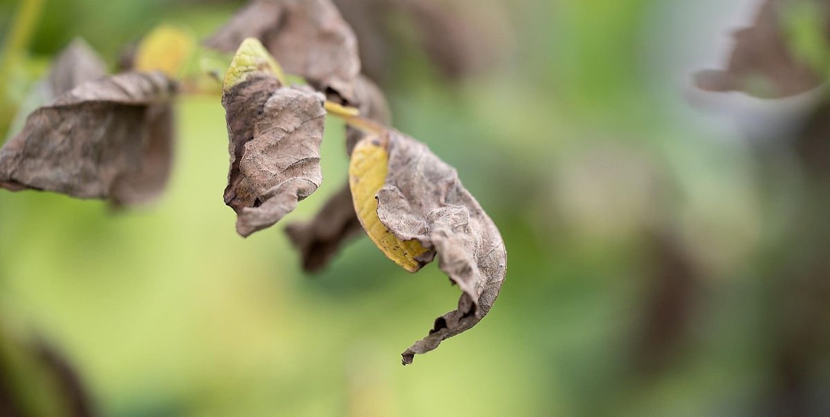 Close-up of dried brown leaves with a blurred green background, conveying a sense of decay and autumn. No text visible.