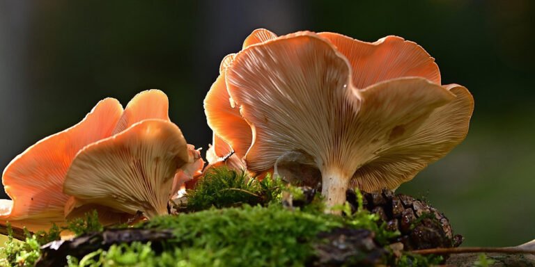Why Wild Mushrooms Matter: A Journey Through Culture, History & Meaning