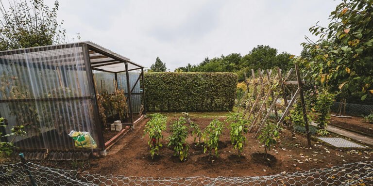 What is Permaculture? A Beginner’s Guide to Sustainable Living and Regenerative Design