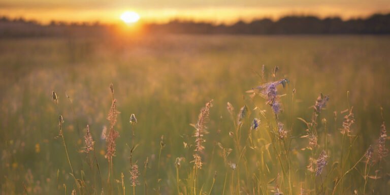 What Makes a Meadow? Discovering the Wild Beauty of Open Grasslands