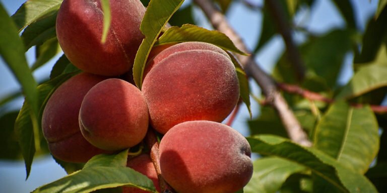 Peach: All you need to know