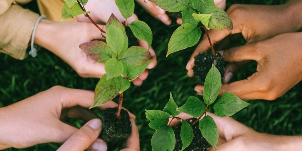 Hands holding green plants