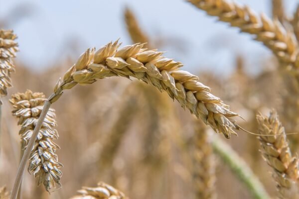 Close-up of golden wheat stalks in a field against a clear blue sky. The wheat is ripe with some blurring in the background, creating a serene mood.