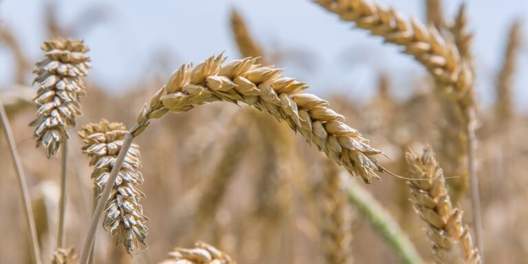 Poaceae Family: The Ultimate Guide to Grass Species