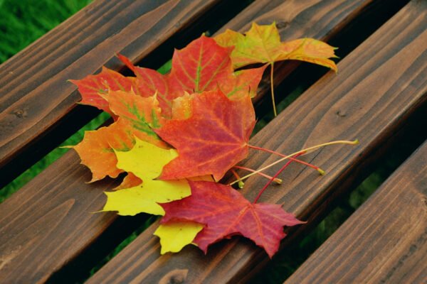 Autumn leaves in red, orange, and yellow rest on a wooden bench. The vibrant colors contrast with the natural wood grain.