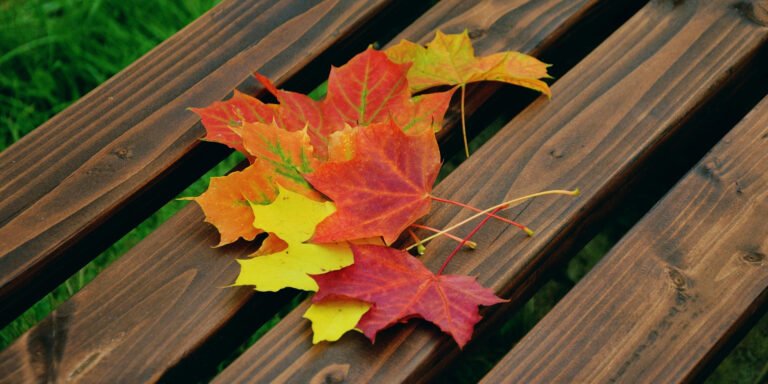 The Life of Leaves Through the Seasons