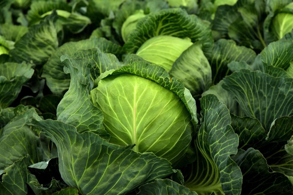Close-up of lush green cabbages with vivid veined leaves. The setting is a dense garden, creating a fresh, vibrant atmosphere.