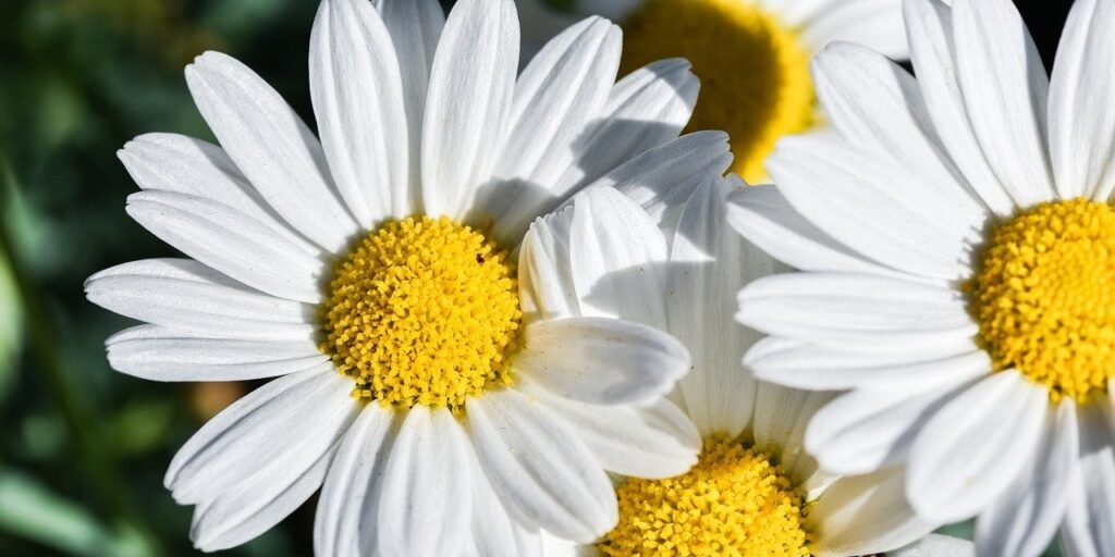 Daisies Close-up of white daisies with yellow centers in sunlight, set against a blurred green background. Bright and cheerful mood.
