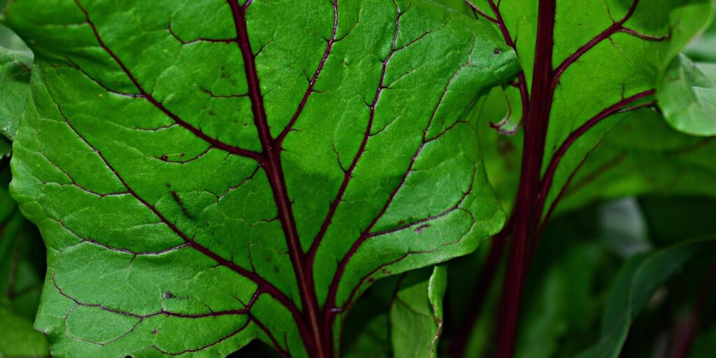 foliage-2762842_1280_edited