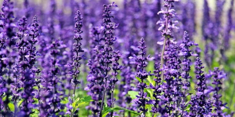 Lamiaceae Family: The Ultimate Guide to the Mints, Basil and Lavender