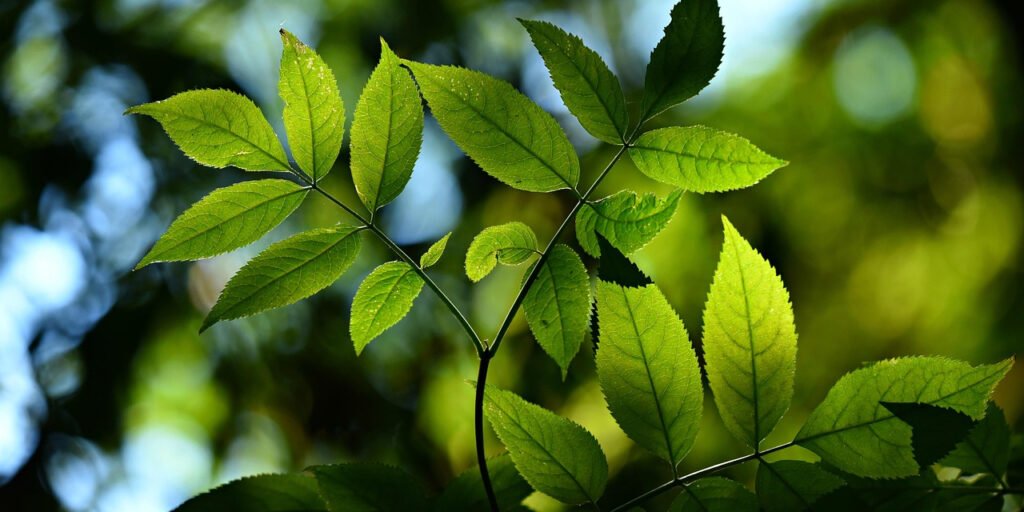 leaves-3616892_1280_edited