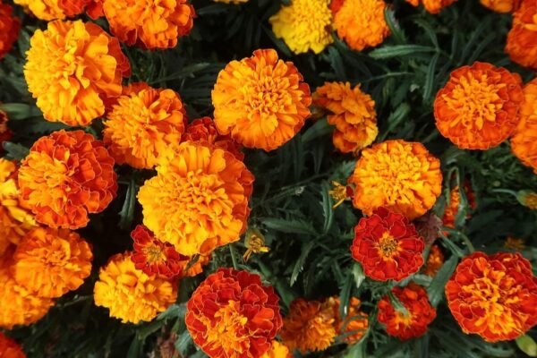 Bright orange and yellow marigold flowers in full bloom, surrounded by dark green leaves. The vivid colors create a cheerful mood.