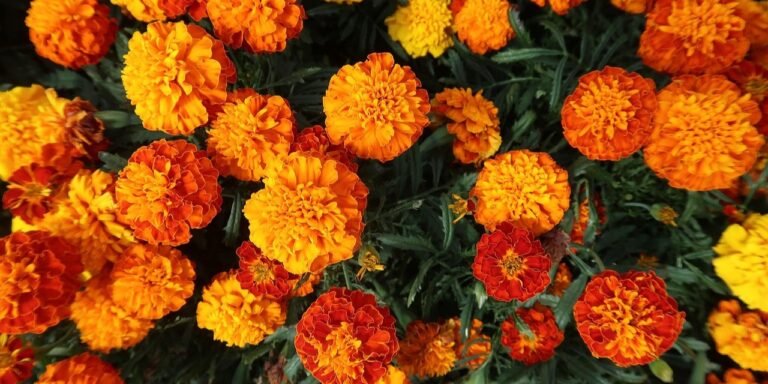 Bright orange and yellow marigold flowers in full bloom, surrounded by dark green leaves. The vivid colors create a cheerful mood.