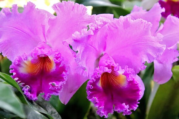 Vibrant pink orchids with frilly petals and yellow-orange centers, surrounded by green leaves in a lush garden setting.