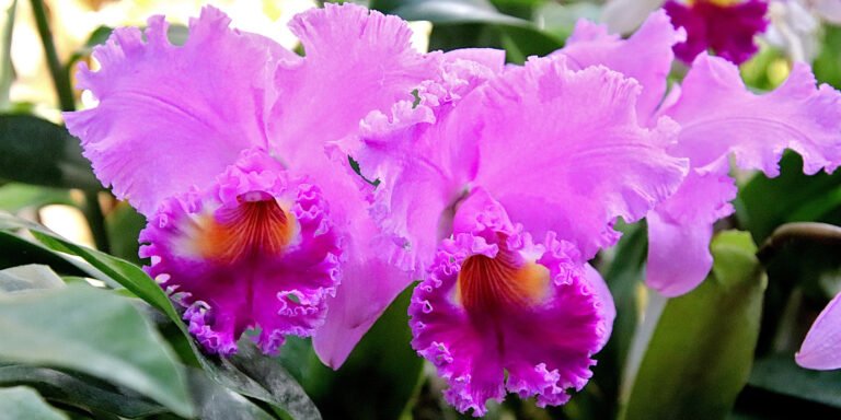 Vibrant pink orchids with frilly petals and yellow-orange centers, surrounded by green leaves in a lush garden setting.