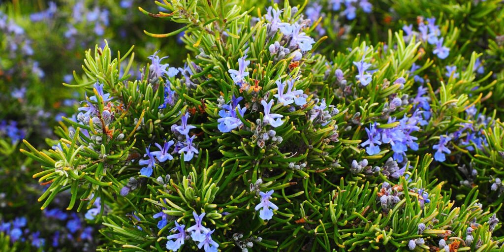 rosemary-1090419_1280_edited