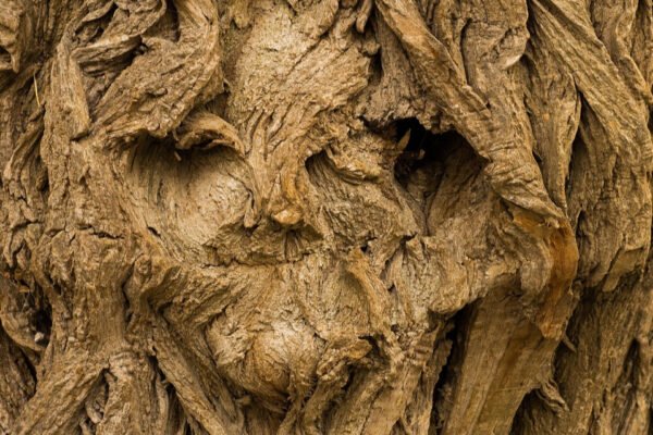 Close-up of a tree bark with intricate, twisted patterns resembling a face. The texture is rough, with shades of brown dominating.
