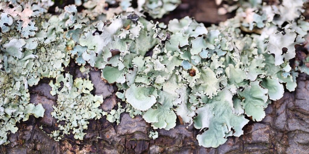 Green algae on the rock