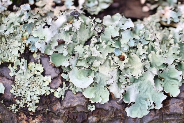 Green algae on the rock